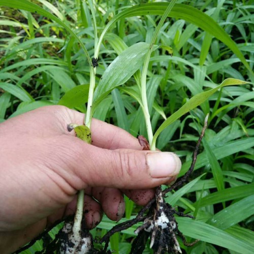 紫花白芨苗木价格多少钱一株？栽种市场前景怎样？
