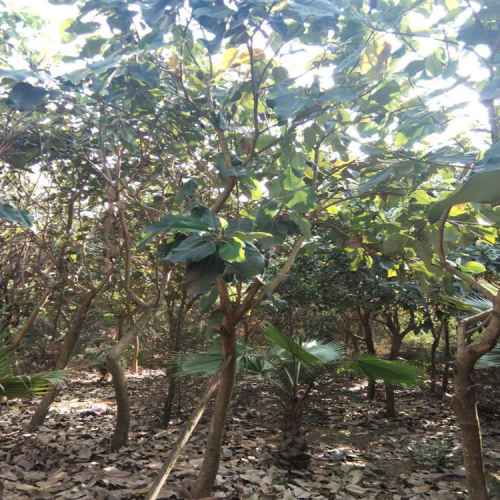 曲靖山玉兰树的种植方法介绍？它的价格是多少一颗？