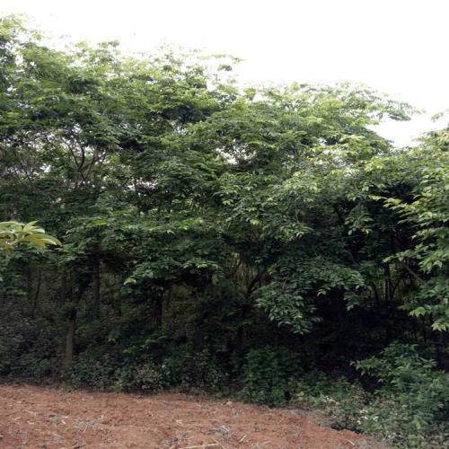 师宗县彩云宏飞苗圃滇朴规格介绍(附图)
