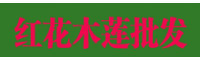 红花木莲8一15CM|红花莲木批发销售信息