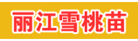 姚安丽江雪桃种苗多少钱一棵