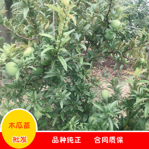 云南木瓜育苗种植技术_木瓜育苗基地