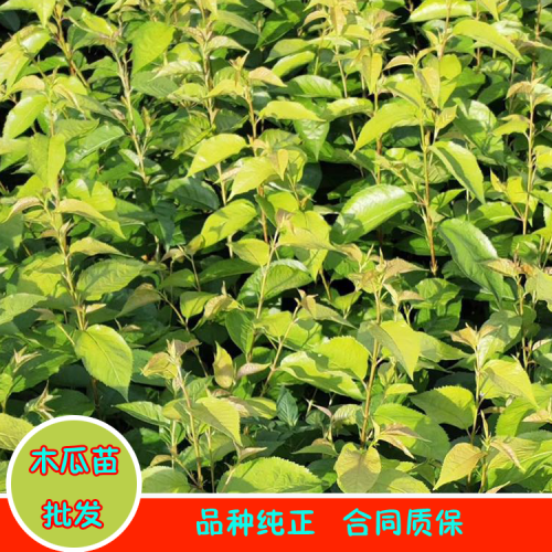 广西木瓜苗|河南皱皮木瓜|皱皮木瓜价格表