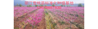 30-50公分木梨苗价格多少钱一棵?