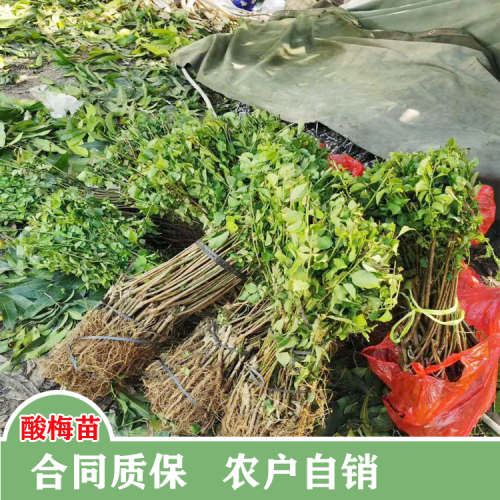 酸梅树图片大全| 高度100公分树苗| 卖酸梅树苗