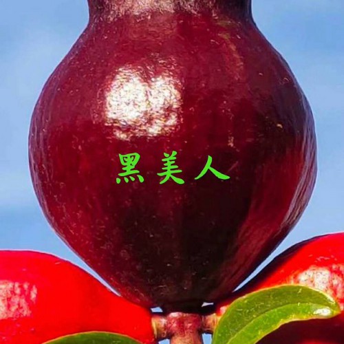 汁多多籽果子石榴何时完善发售?没熟能吃吗?七招教你轻轻松松辨别是不是完善!