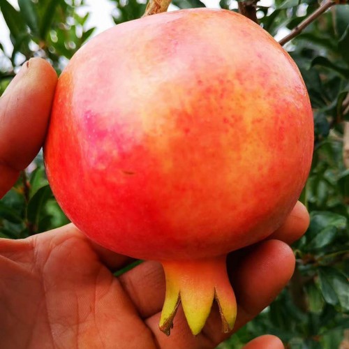 又红又大的石榴何时完善发售？它的籽可以吃吗？吃籽有这几个作用与功效！