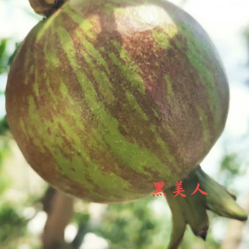 石榴籽能吃吗？如何吃？有什么作用及功效？