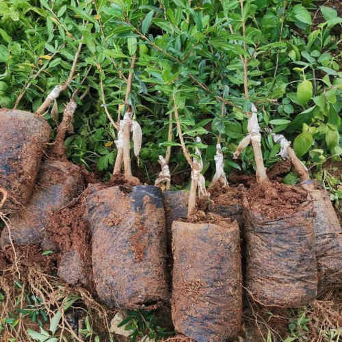 石榴果苗大概多少钱一棵？一般何时栽种好？