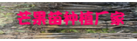 芒果核不必扔，教你非常简单的盆栽植物种植技术，明年就能吃！