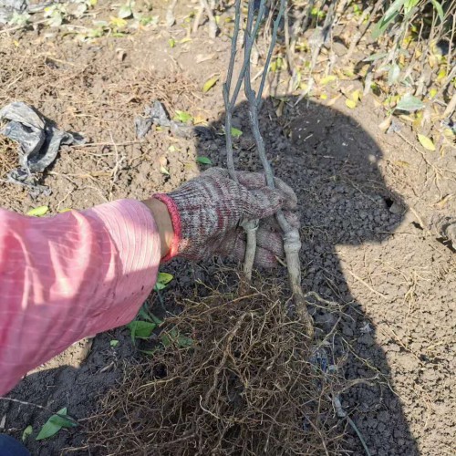 广西省沃柑苗价格多少？几月份栽种？附种植技术性关键点