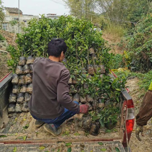 沃柑什么地方能够 栽种？栽种两年盛开？亩产量是多少Kg？附增产种植技术
