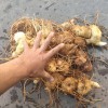 黄精价格_黄精种苗供应商_黄精种子种苗信息
