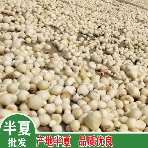 旱半夏栽种亩产量多少斤