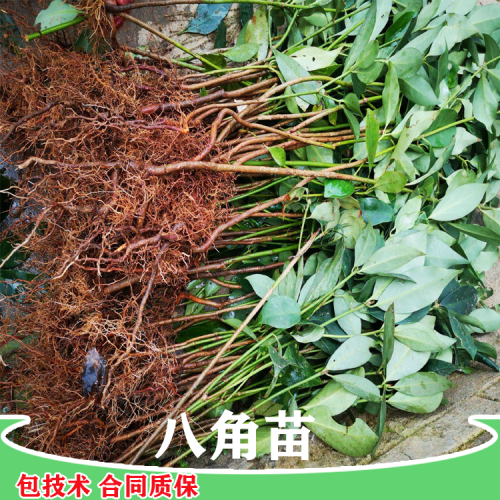 八角树苗 广东茂名八角树苗