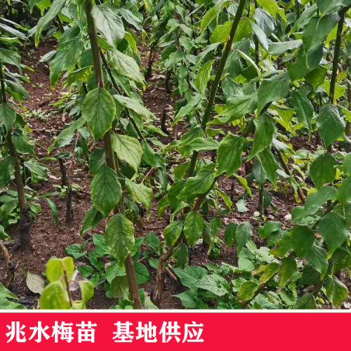 云南兆水梅苗出售|优势兆水梅苗多少钱一株