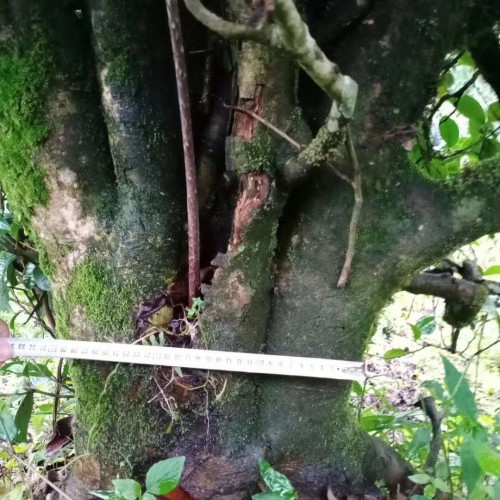 树龄100多年，地径20-30公分，冠幅3-6米 出售古茶树