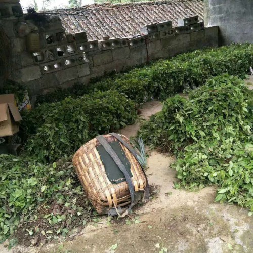三叶青种植有哪些条件_如何种植优质的三叶青