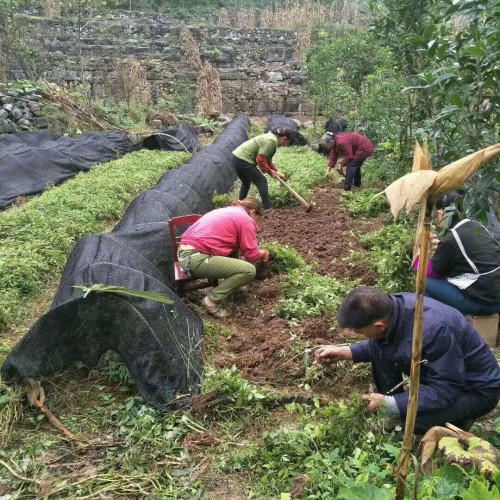 毕节三叶青种植_三叶青种植批发价格