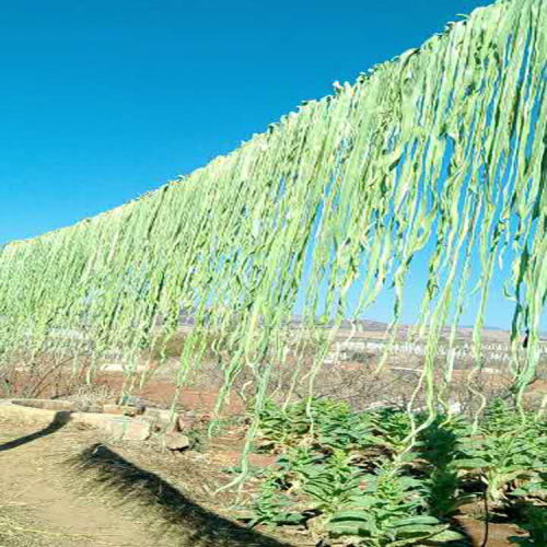 楚雄贡菜收购价格_贡菜多少钱一斤