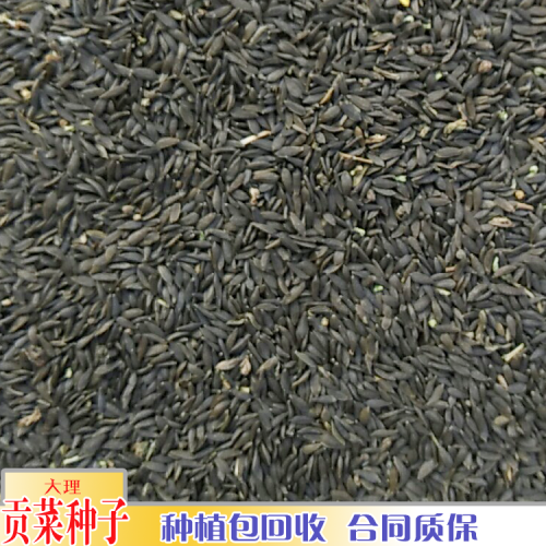 昭通贡菜今年价格怎么样_种植一亩需要多少贡菜种子