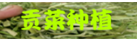 禄丰贡菜种植基地_贡菜哪里的好