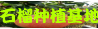 文山石榴直销基地_石榴种植方法