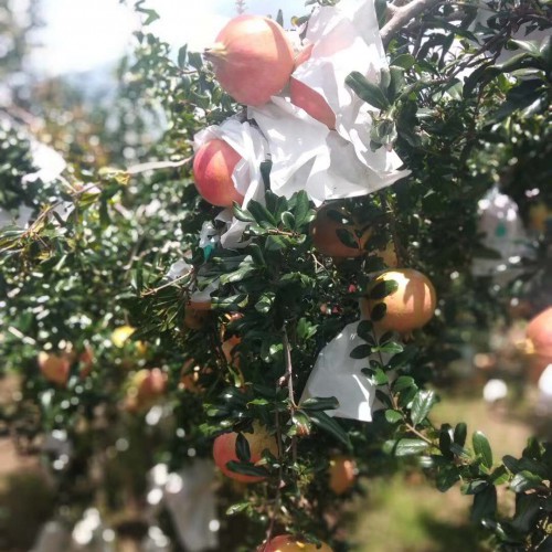 软籽石榴抗冻吗_软籽石榴栽培与管理技术
