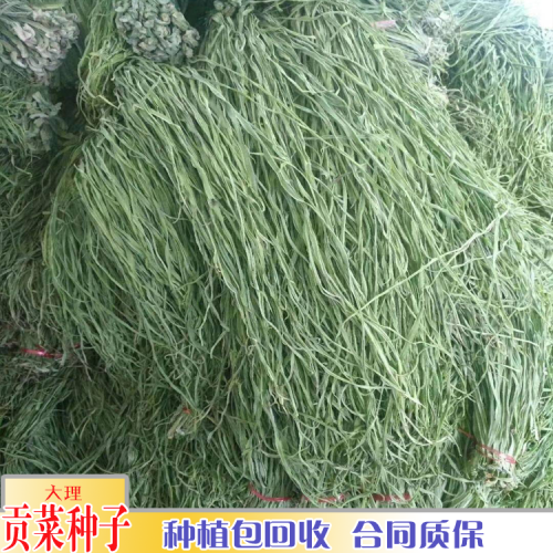 云南哪里有贡菜销售_贡菜栽培管理技术
