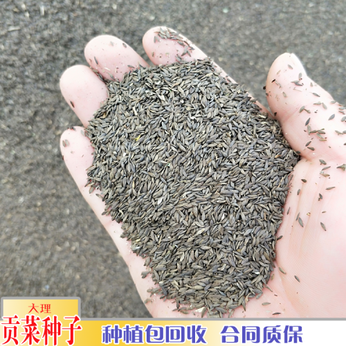 贡菜成品包回收_贡菜图片