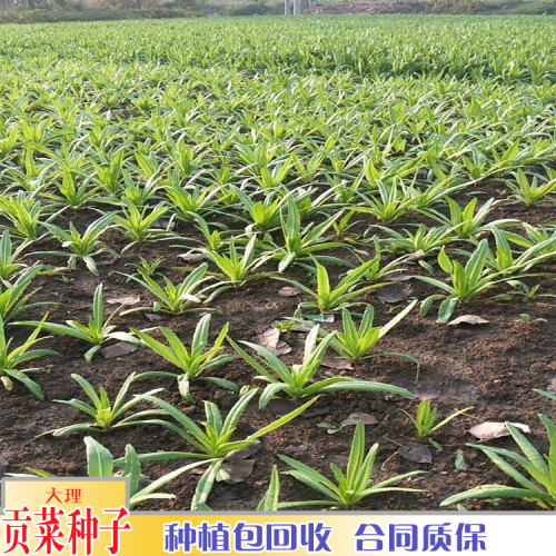 贡菜种植海拔要求_贡菜种植几月份收