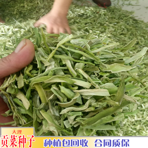 云南贡菜种植基地_贡菜物流运输成本