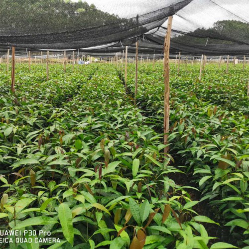 百色芒果收购价格_芒果价格行情怎么样