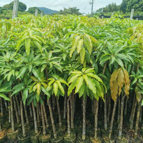 红河县芒果实生苗供应