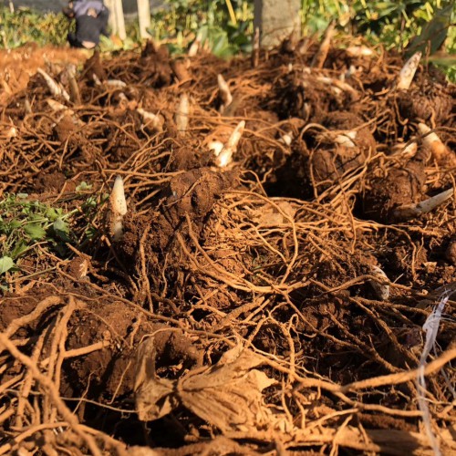 重楼种植户_重楼回收基地