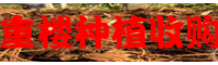 重楼价格行情走势_重楼收购价格