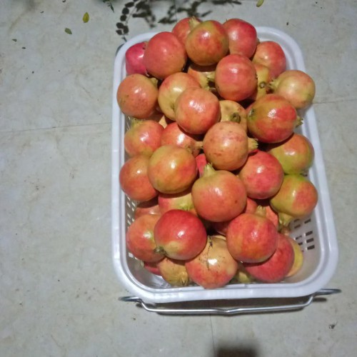 丽江石榴长势怎么样_如何种植石榴