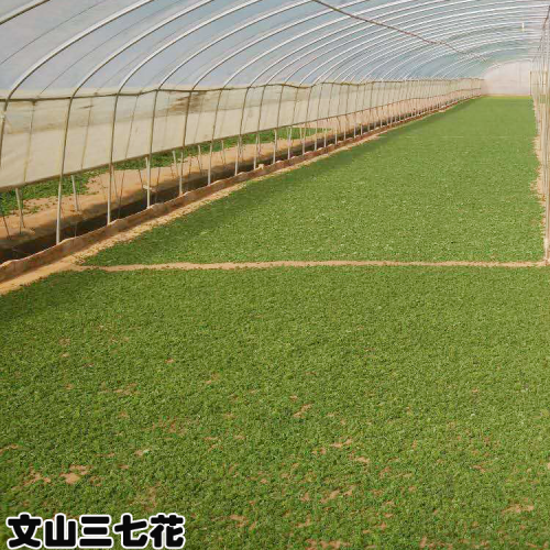 三七粉收购价格_三七价格行情