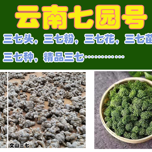 三七干片_三七根_基地批发销售