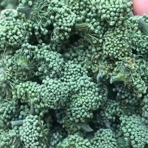 三七花*云南文山三七花交易市场价格