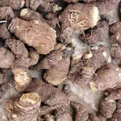 云南重楼种植基地怎样栽种?_贡山县中药材种植公司