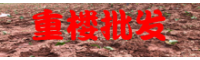 重楼供应基地_重楼近几年行情价格走势表
