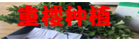 重楼哪里有_优质重楼籽销售批发供应商