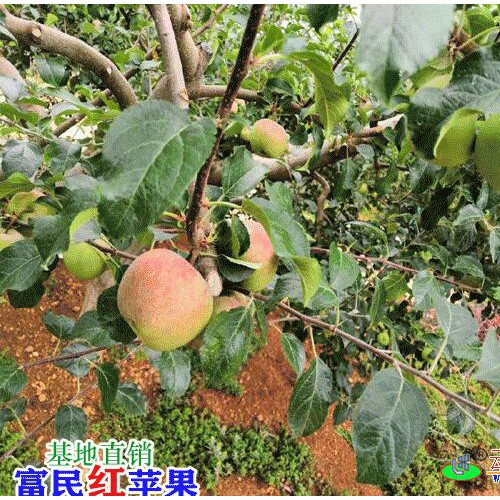 昆明苹果多少钱一斤?_昆明水果市场价格表
