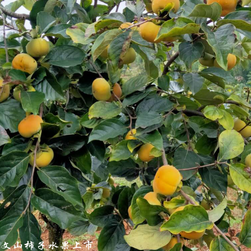 保山甜柿种植合作社_甜柿销售批发厂家