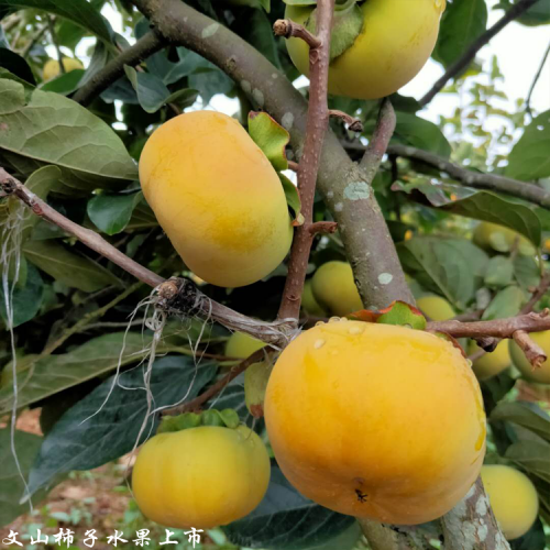 昭通甜柿收购价格_甜柿目前行情价格怎么样