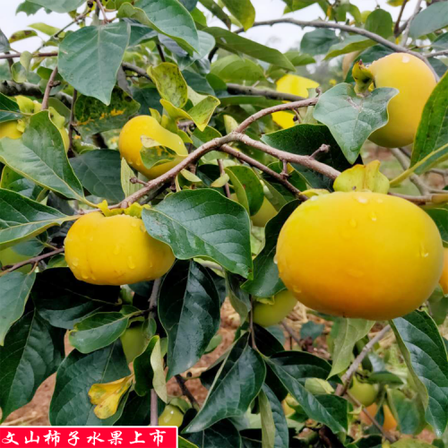 甜柿子种植基地_甜柿子种植前景