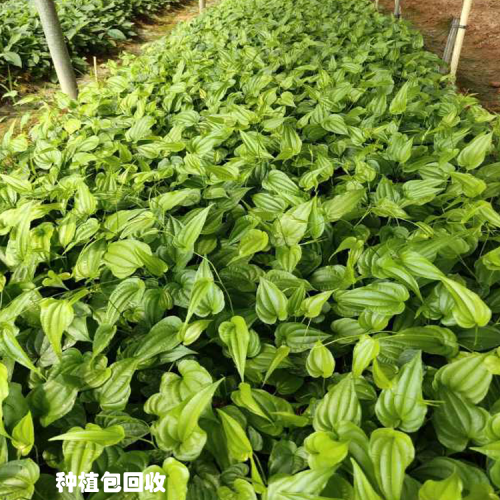 广西百部苗批发基地 百部苗种植包回收公司 新百部种植技术