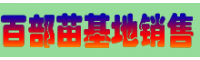 近期百部广西玉林市价格怎么样？（附百部药材小苗图片）