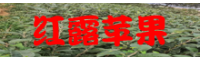 红露苹果种植赚钱吗_红露苹果种植商